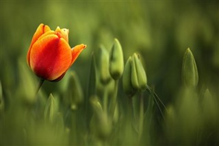 Holland vejrudsigt