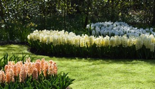 Holland vejrudsigt