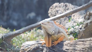 Nizozemski Antili vremenska prognoza