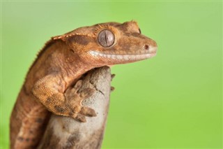 Nouvelle Calédonie prévisions météorologiques