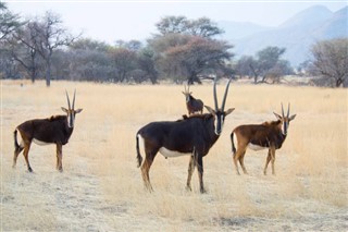 Niger prévisions météorologiques