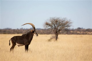 Niger időjárás-jelentés