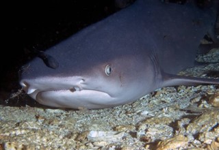 Niue hava tahmini