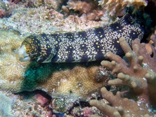Niue hava tahmini