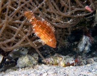 Niue hava tahmini