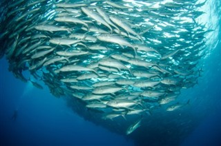 Niue hava tahmini