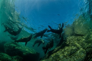 Niue hava tahmini