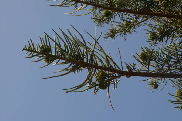 Norfolk Island vejrudsigt