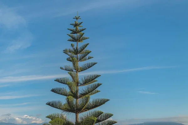 Norfolk Adası hava tahmini