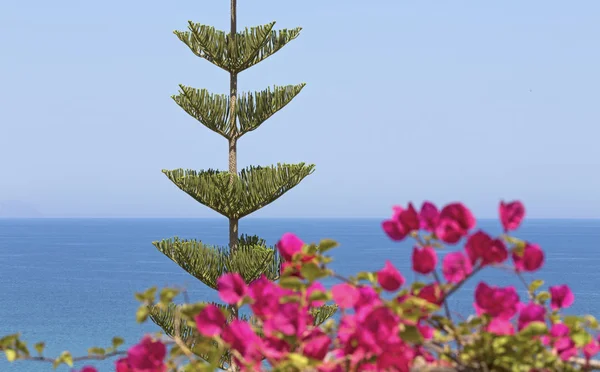 Norfolk Adası hava tahmini