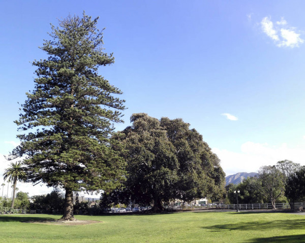 Norfolk Adası hava tahmini