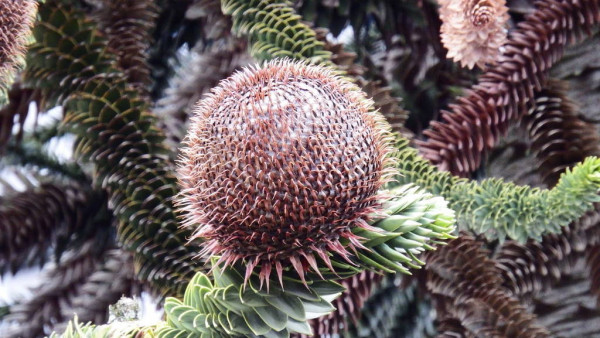 Norfolk Island vejrudsigt