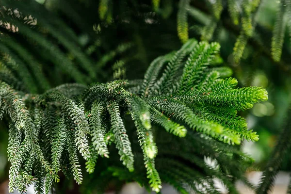 Norfolk Island vejrudsigt