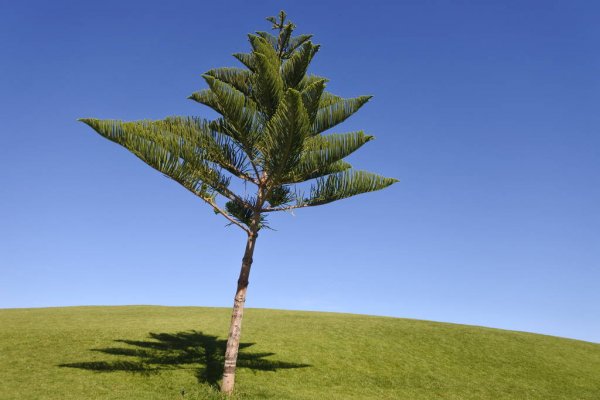 Norfolk Island vejrudsigt