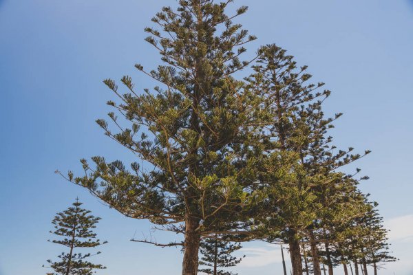 Norfolk Island vejrudsigt