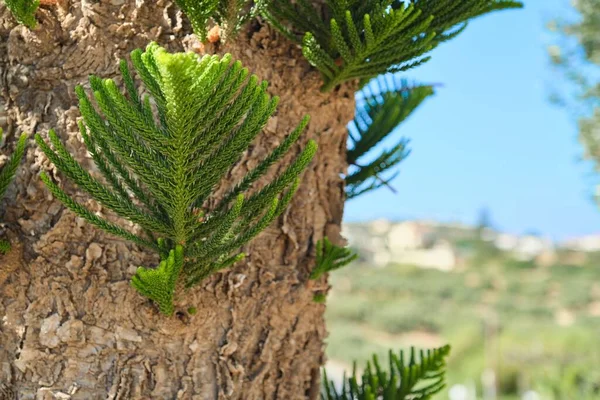 Norfolk Adası Hava tahmini