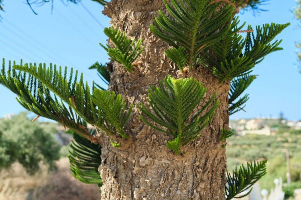 Norfolk Adası Hava tahmini