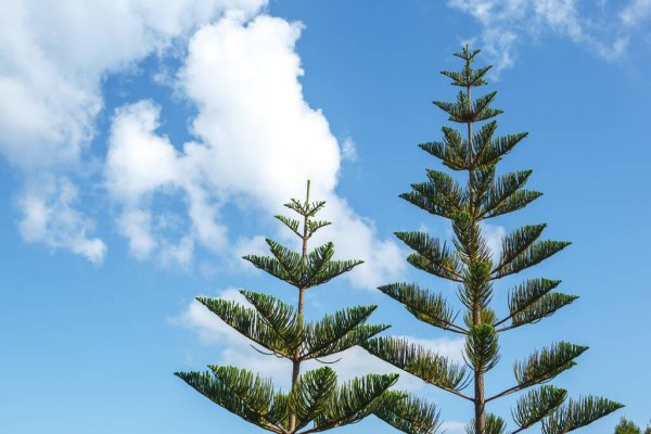 Norfolk Island vejrudsigt