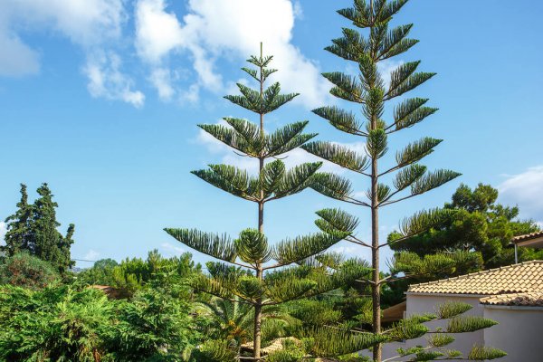 Norfolk Adası hava tahmini