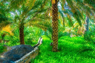 Oman vejrudsigt