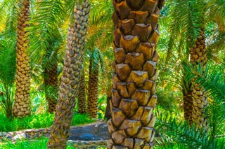 Umman Hava tahmini