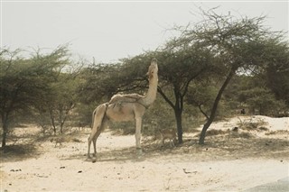 Oman previsioni del tempo