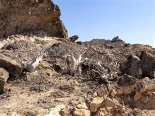 עומאן תחזית מזג האוויר