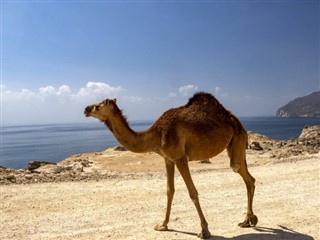 Oman vejrudsigt