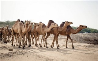 Oman prévisions météorologiques