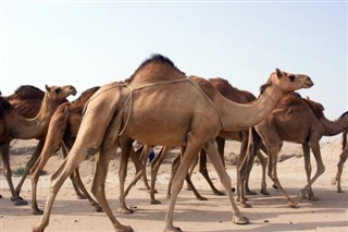 Oman vejrudsigt