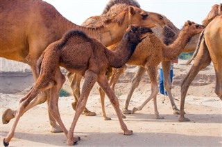Oman vejrudsigt