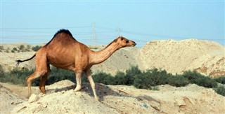 Oman vejrudsigt