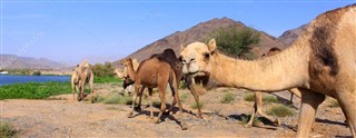 Oman vejrudsigt