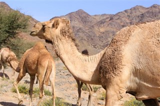Oman prévisions météorologiques