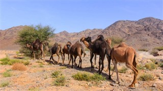 Oman weather forecast