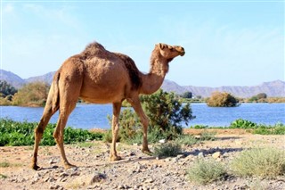 Oman vejrudsigt
