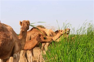 Oman vejrudsigt