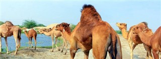 Oman vejrudsigt