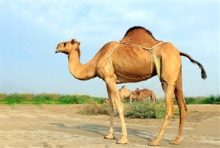 Oman weather forecast