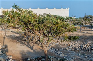 Oman vejrudsigt