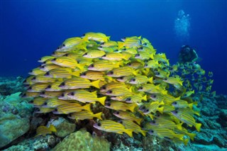 Palau Hava tahmini