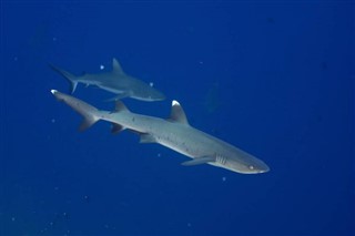 Palau hava tahmini