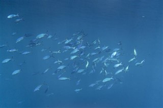 Palau Hava tahmini