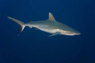 Palau hava tahmini