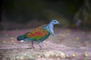 Palau hava tahmini