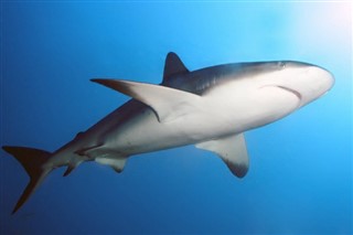 Palau hava tahmini