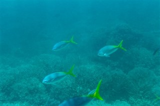 Palau hava tahmini