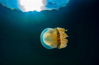 Palau vejrudsigt