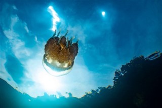 Palau hava tahmini