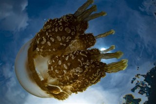 Palau hava tahmini